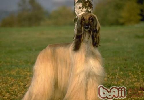 阿富汗猎犬多少钱 ？