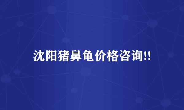 沈阳猪鼻龟价格咨询!!