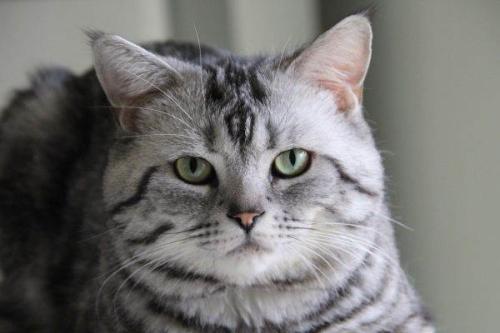 ￼ 有人懂猫吗，。这是英短和美短杂交吗，3个月大概多少价格合适