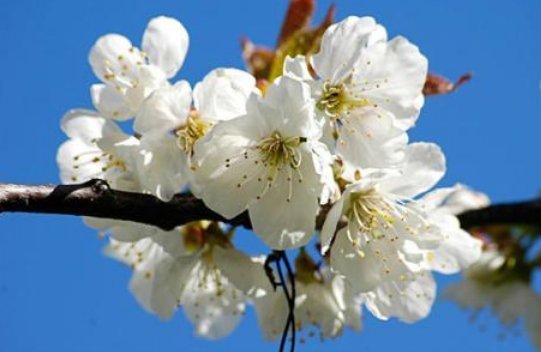 公园里的花都开了,有桃花,杏花、迎春花怎么填空？