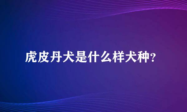 虎皮丹犬是什么样犬种？