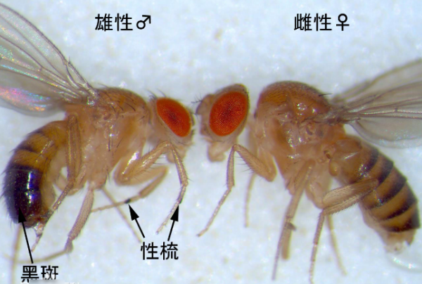 果蝇 染色体